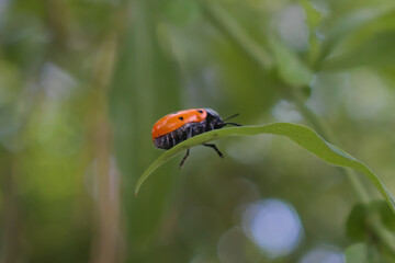 Escarabajo de seis puntos Lachnaia sexpunctata comiendo hojas