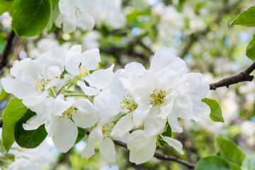 White flowers of apple tree. Beautiful blossoming apple tree branch