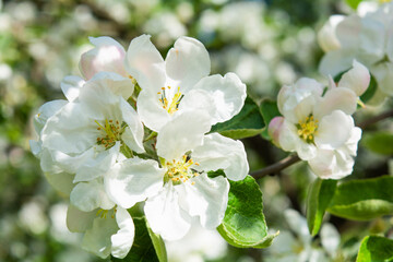Obraz na płótnie Canvas White flowers of apple tree. Beautiful blossoming apple tree branch