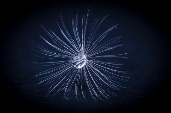 Dandelion seed with a drop of water on a dark background