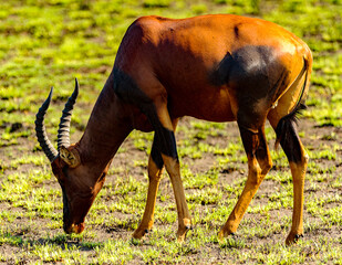 It's Deers in the grass, Uganda, Africa