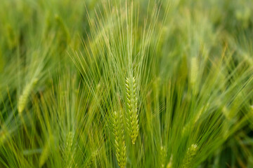 Green young wheat close-up.