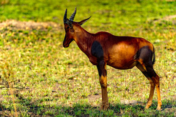 It's Deers in the grass, Uganda, Africa