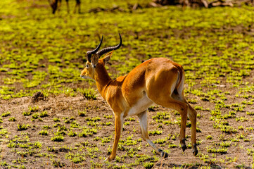 It's Deers in the grass, Uganda, Africa