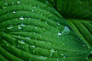 Green leaves background with drops,
