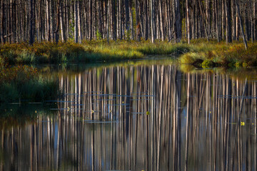 Swamp on a sunny day in great colors