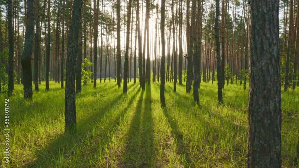 Poster walking through the sunny morning forest in the first rays of the sun. sun breaks through tree trunk