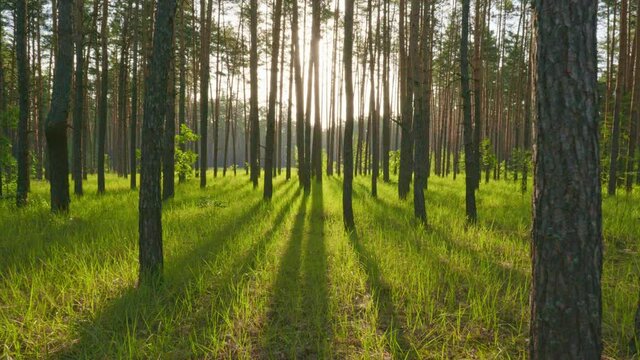Walking through the sunny morning forest in the first rays of the sun. Sun breaks through tree trunks. Summer concept, 4K