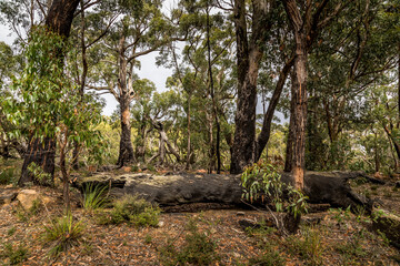 Obraz premium A forest with some burnt trees in the Grampians National park in Victoria, Australia.