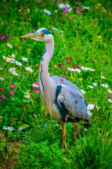 Blue heron sideways on the green grass with the background out of focus where several small white and purple flowers appear.