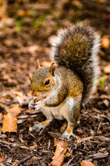 It's Squirrel eats a hazel nut in New York, USA