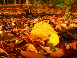 Yellow aspen leaf among leaves and pine needle debris on an autumn forest floor