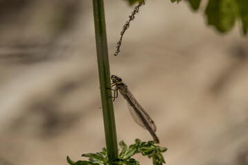 dragonfly on a branch