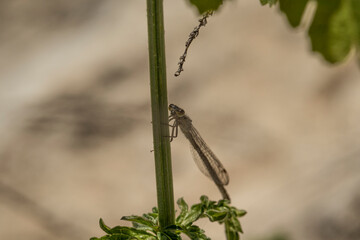 dragonfly on a branch