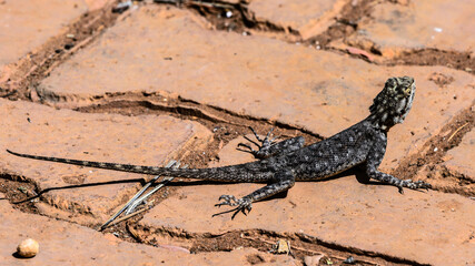 Animals in Senegal