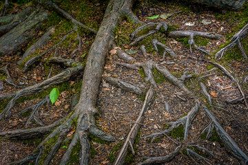 Fototapeta premium Large tree roots seen above ground. Woodland image. 