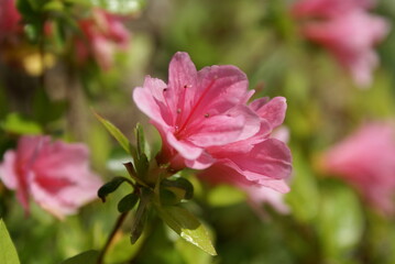 Pink azalea flowers