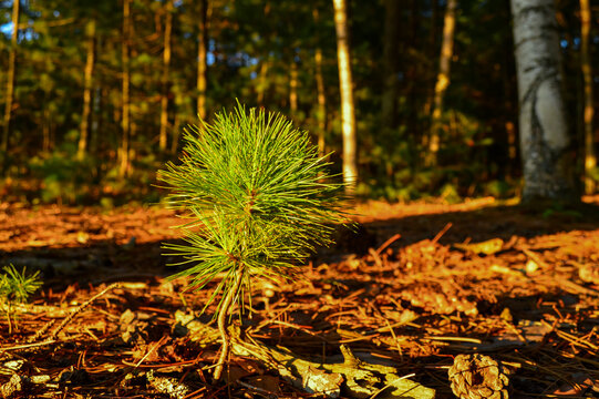 Pine Tree Sapling On A Forest Floor Illuminated By Warm Light 