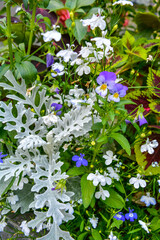 Variety of garden ornamental and flowering plants in flowerbed in summer garden