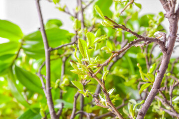 Fototapeta na wymiar Spring branches with small green young leaves on green blurred background