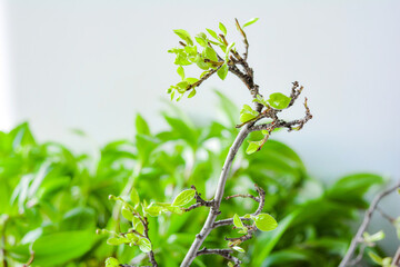 Spring branches with small green young leaves on green blurred background