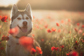 isolated happy siberian husky dog sitting among red poppy flowers at sunset in the summer © Oszkár Dániel Gáti
