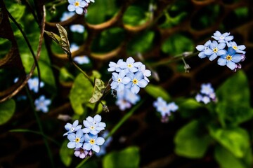 white flowers in the garden