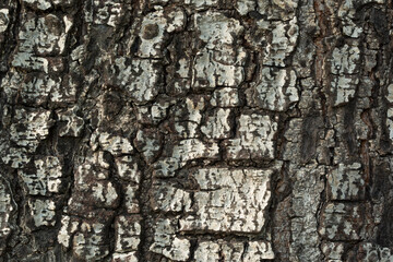 The brown tree skin texture