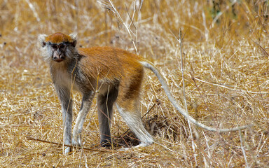 Animals in Senegal