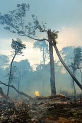 Trees on fire with smoke in illegal deforestation in the Amazon Rainforest to open area for...