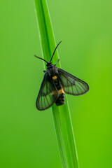 big black butterfly on a green plant on a green blurred background in a botanical garden