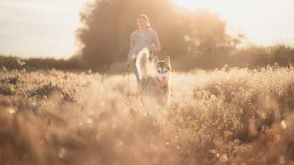isolated siberian husky dog running in tall grass at sunset in the summer with owner © Oszkár Dániel Gáti