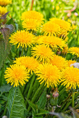 Yellow dandelion or Taraxacum officinale flowers on meadow field