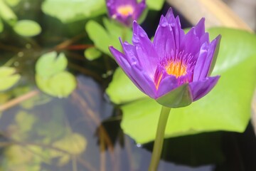 Obraz premium Lotus flower blooming on green leaves and water surface closeup in the pond.