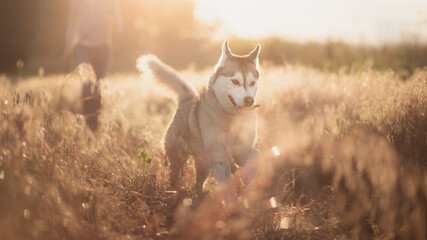 isolated siberian husky dog running in tall grass with owner at sunset in the summer