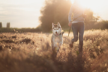 isolated siberian husky dog with owner running in tall grass at sunset in the summer © Oszkár Dániel Gáti