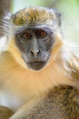 Animals in Senegal