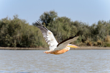 Pelican flies over the river in the Djoudj National Bird Sanctuary, Senegal. UNESCO World Heritage