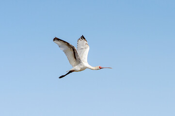 Bird in the Djoudj National Bird Sanctuary, Senegal. UNESCO World Heritage