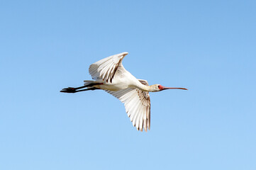 Bird in the Djoudj National Bird Sanctuary, Senegal. UNESCO World Heritage