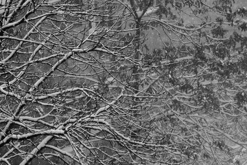 snow covered tree in the park