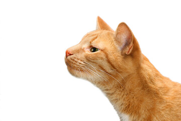 Smelling cat on white background
