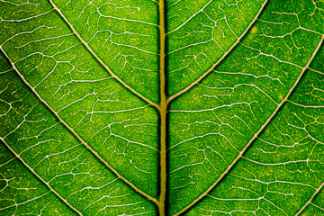 Green leaves background. Leaf texture