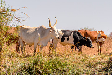 Obraz premium Cows in the Djoudj National Bird Sanctuary, Senegal. UNESCO World Heritage
