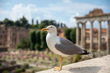 Mediterranean gull seating on stones of Roman forum in Rome, Italy