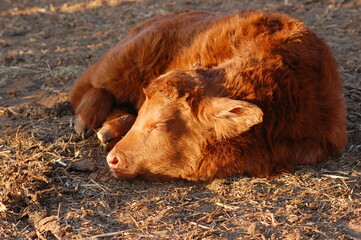 calf napping
