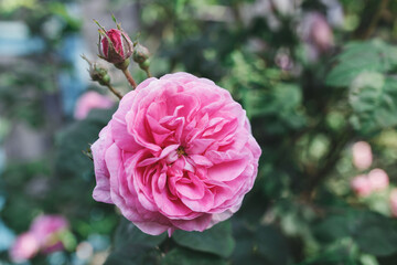 tea rose in the garden