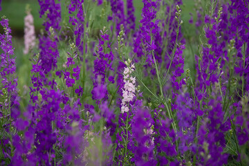 Consolida regalis.Delphinium field. forking larkspur, rocket-larkspur, and field larkspur purple small flowers on the field.Purple flowers in the field. Summer time. 