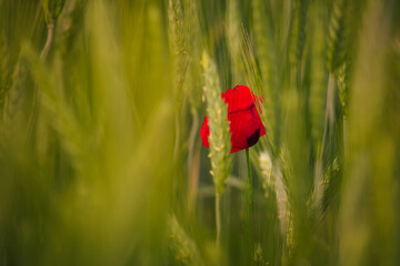 A red poppy in a wheat field during a beautiful sunset