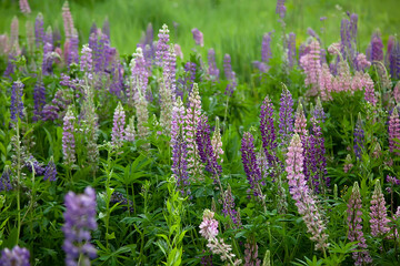 Obraz premium Blooming macro lupine flower. Lupinus, lupin, lupine field with pink purple flower. Bunch of lupines summer flower background. A field of lupines. Violet spring and summer flower